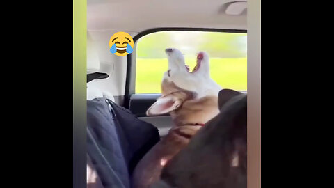 Interesting video of dogs and cats |sleepy dog