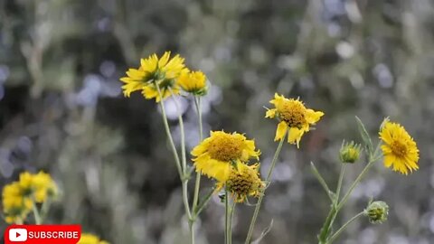 Beautiful Flowers Video With Nature