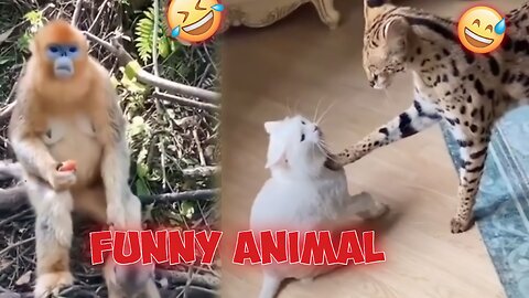 Funny Animal . Animal Funny Video