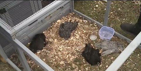 Woman Finds All Her Chickens Dead 10 Miles From East Palestine, Ohio