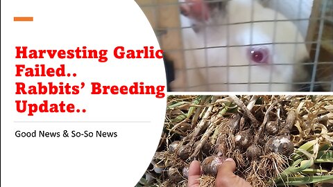 Harvesting Garlic Failed & Rabbits' Breeding Update