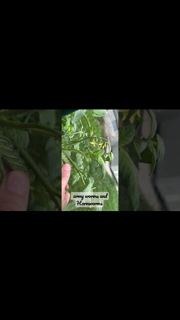 How to tell what a hornworm's and its mouth looks like￼￼#tomatoehornworms