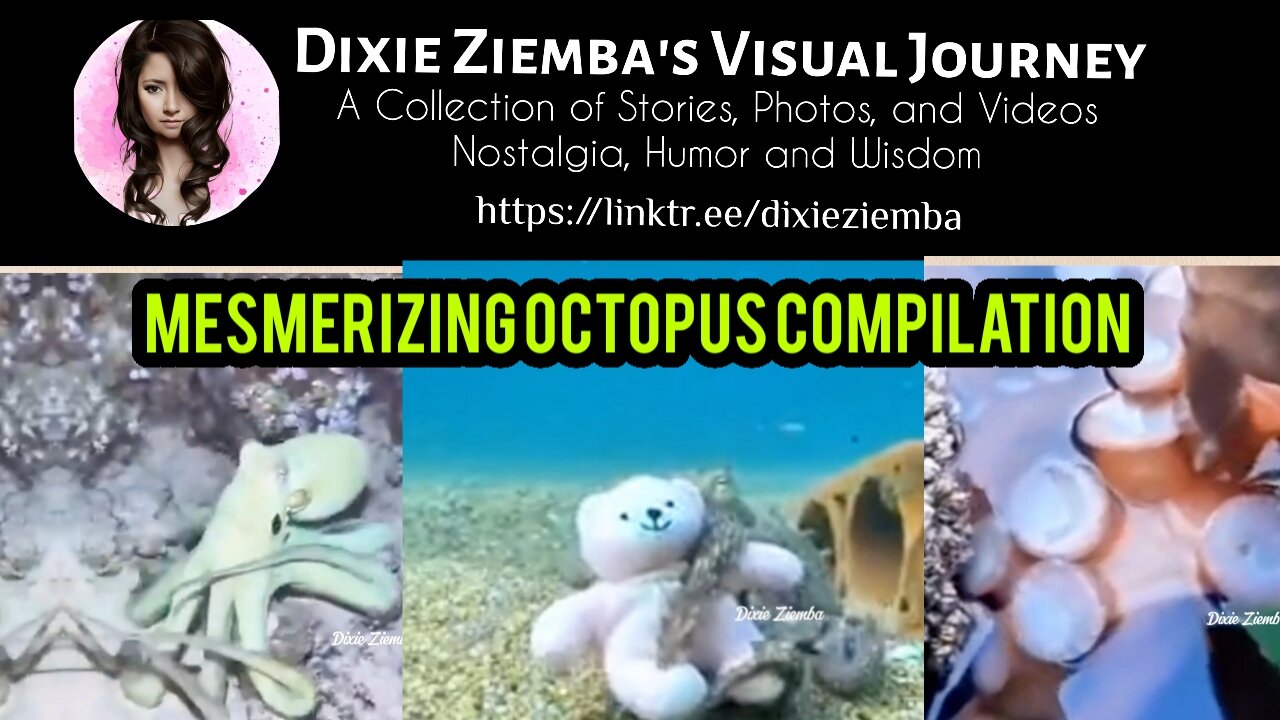 Mesmerizing Octopus Compilation