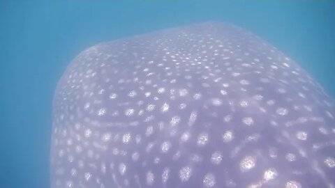 Snorkeling with a 40-foot Whale Shark in the Galápagos Islands