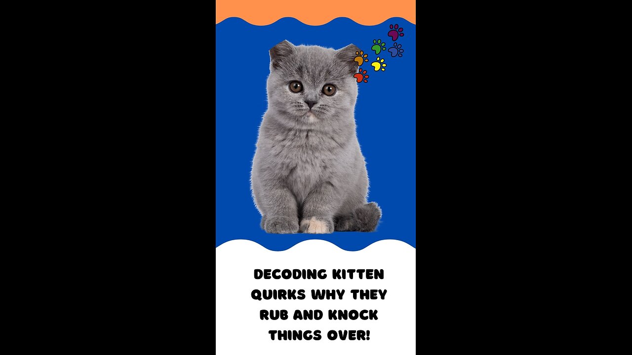 Decoding Kitten Quirks Why They Rub and Knock Things Over!