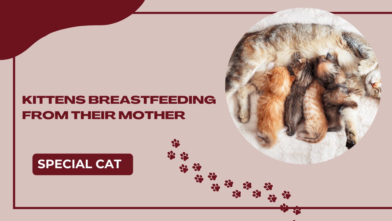 Kittens Breastfeeding from their Mother