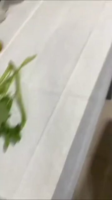 Funniest animal every