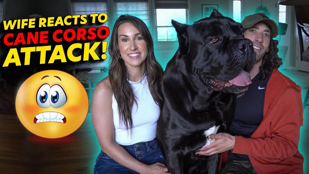 Cane Corso Attack Wife Reacts!