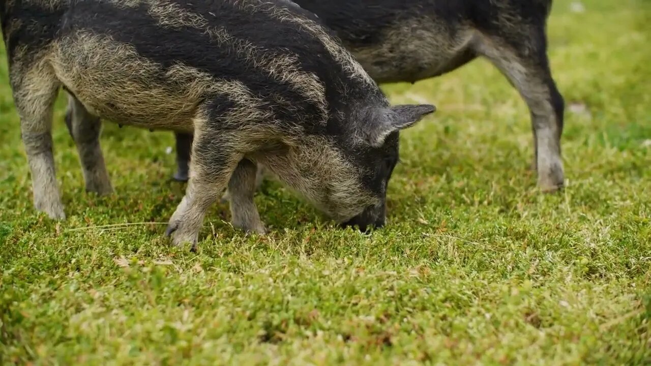 Cute mangalica piglets grazing on summer field on pig farm