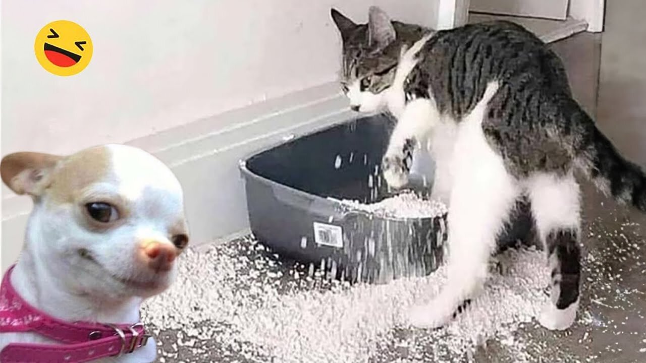 New Funny Animals 😂 Funniest Cats and Dogs Videos 😺🐶 Part 94