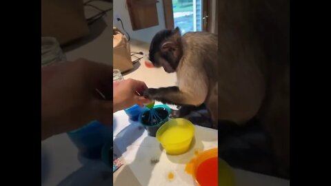 Gaitlyn Rae Egg dying Egg dying monk style! 🥚🐒🐰