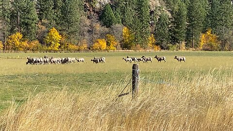 Paradise, Montana