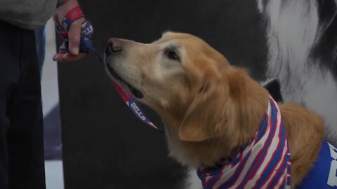 Buffalo Bills show support for SPCA adoption program for vets