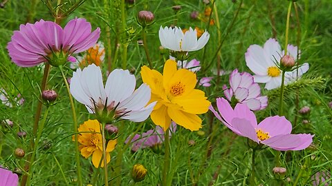 Cosmos flowers and Silver grass