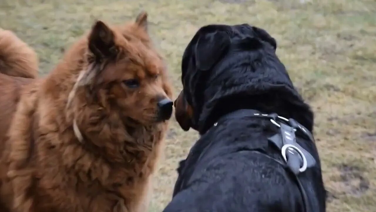 🐕 Rottweiler x Chow Chow #shorts