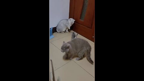 Cats Throwing Hands LOL