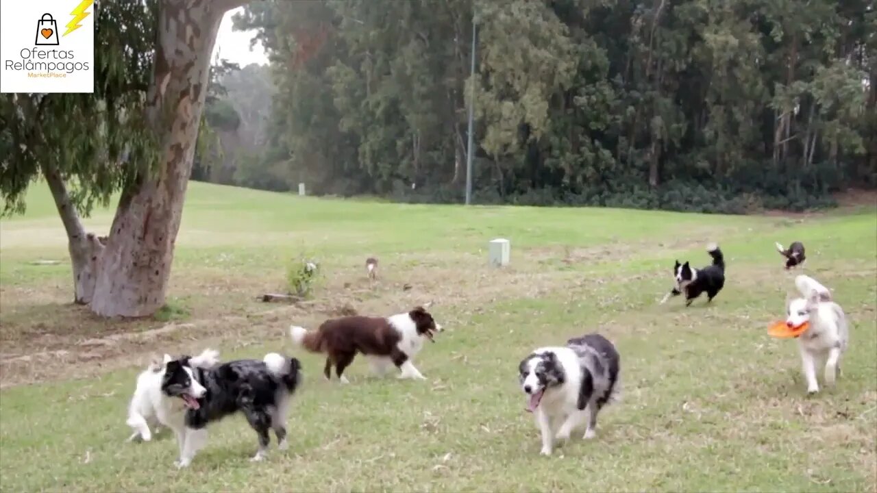 Como PARAR O LATIDO do seu cão ou DO SEU VIZINHO simplesmente APERTANDO UM BOTÃO.