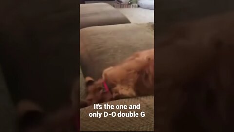 It's the one and only D-O double G #shorts