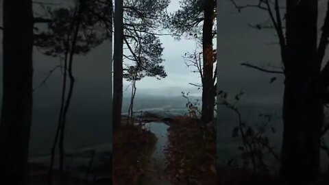 nature#forest wild#relaxing#shorts