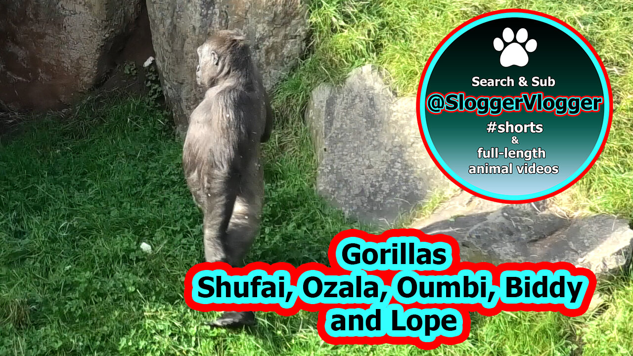 Lope's Pad & Gorilla Family Biddy, Shufai, Ozala and Oumbi in Action