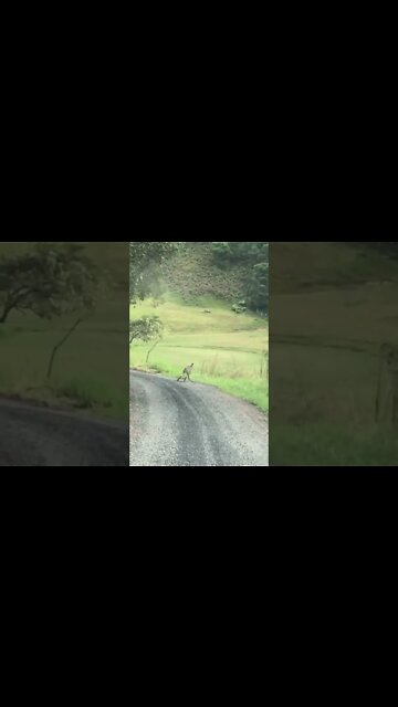 Baby Joey hops off the road