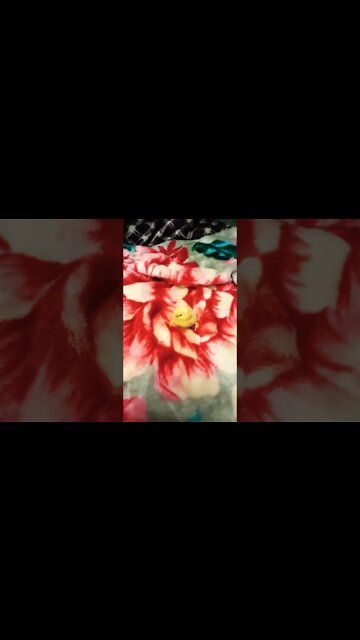 Chick born a couple of days ago it should be a Frizzle