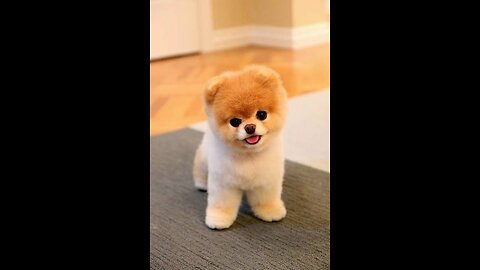 Dog pet puppy Pomeranian Grooming teddy bear style