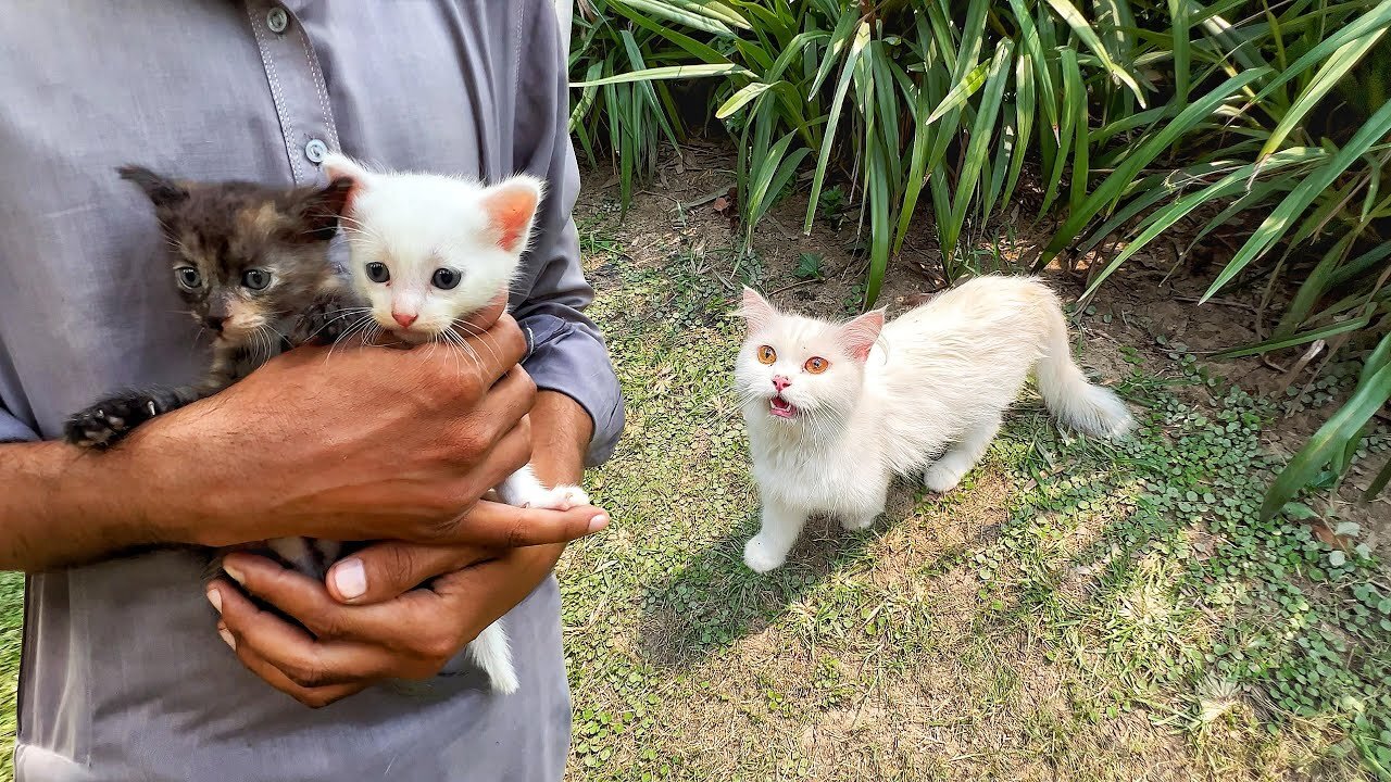 Poor mother cat worried thinking we stole her kittens!