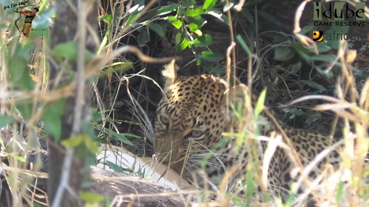 Hukumuri Female Leopard Has An Impala For Breakfast