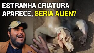 Estranha criatura aparece