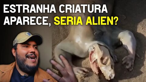 Estranha criatura aparece