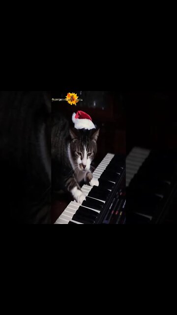 🔰 Performance Show | Gato Engraçado Tocando Música de Natal No Piano | Funny Cat |Funny | #shorts