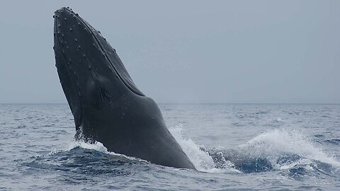 Humpback Whales
