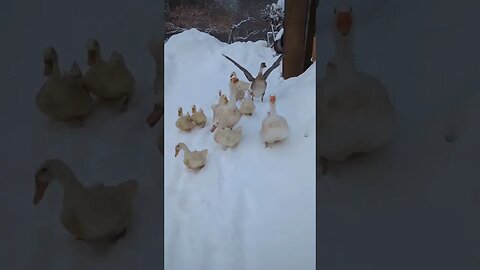 #geese #ducks #shorts