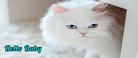Cat 3