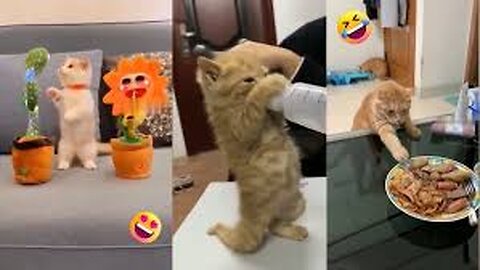 Baby Cats - Cute and Funny Baby Cat Videos Compilation