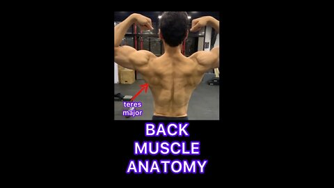 BACK MUSCLE ANATOMY #shorts #youtubeshorts