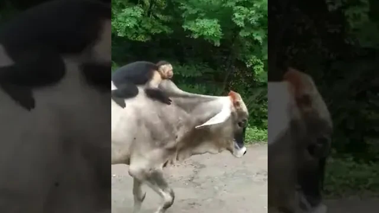 It’s not everyday that you can see a monkey riding a bull