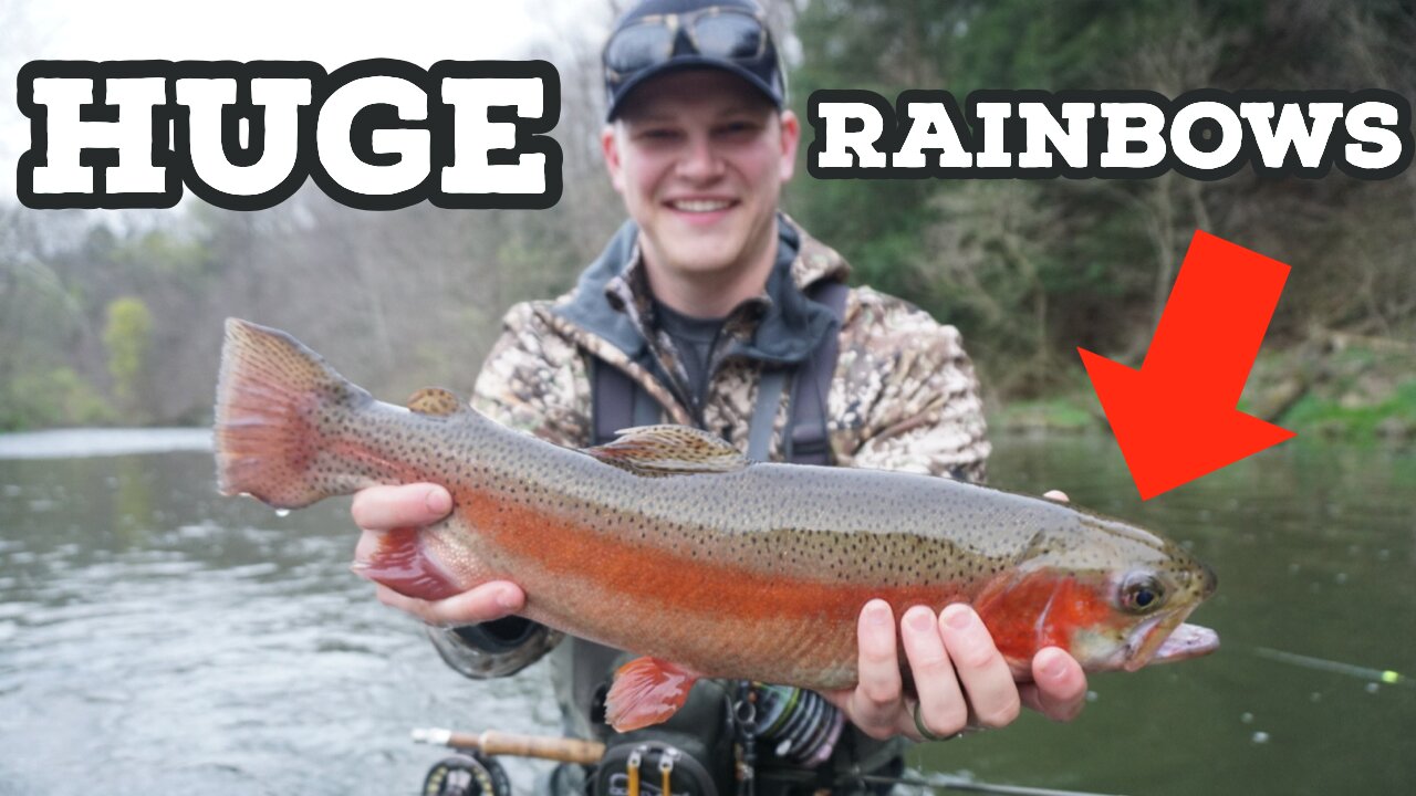 Fly Fishing for HUGE Rainbow Trout!