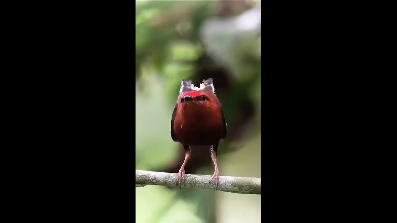 Buetiful Birds Singing and dancing, nature