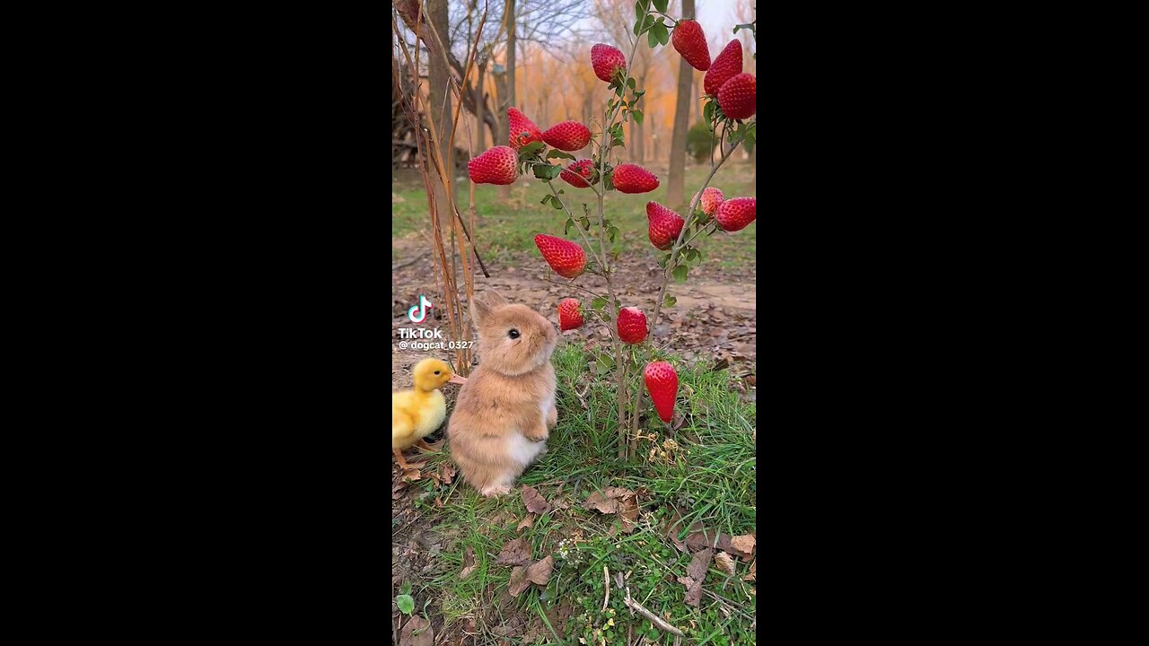 Baby Bunny eats strawberries 🍓