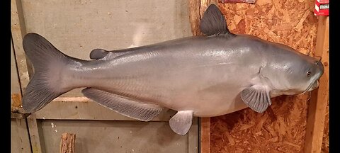 How to Paint a Blue Catfish