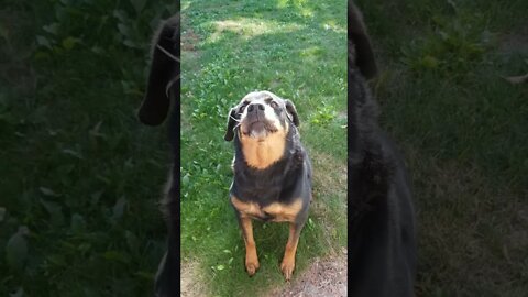 This Way Mom 😄 #rottweiler #shorts 💖