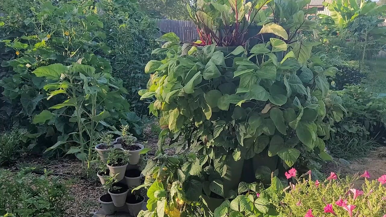 July Garden Update Part 2