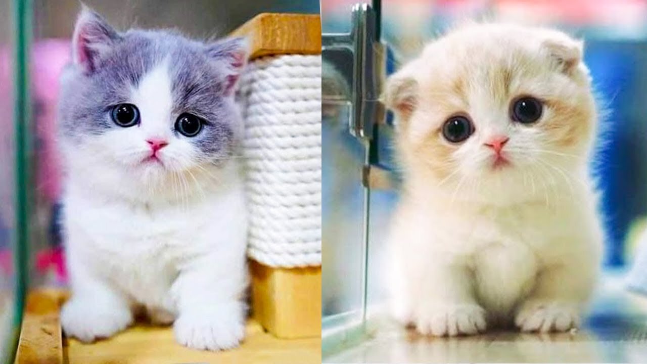 Hey one in a Million love cat 😻💖🐶 Cute kitten hugs puppy