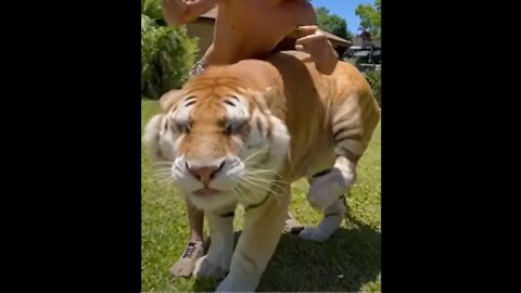 Best Animal Videos 2021