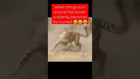 This animal chase is Hilarious 🐆 and 🐖 😂😂😂 #shorts #animals