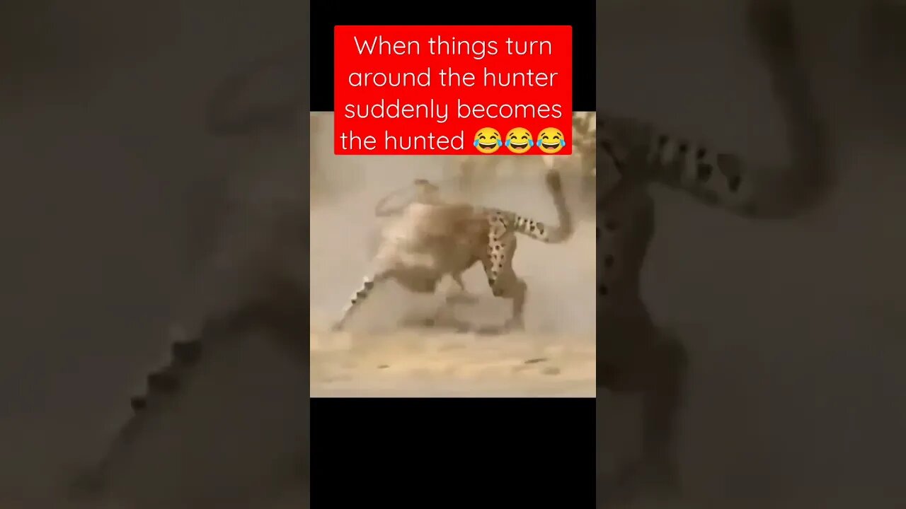 This animal chase is Hilarious 🐆 and 🐖 😂😂😂 #shorts #animals