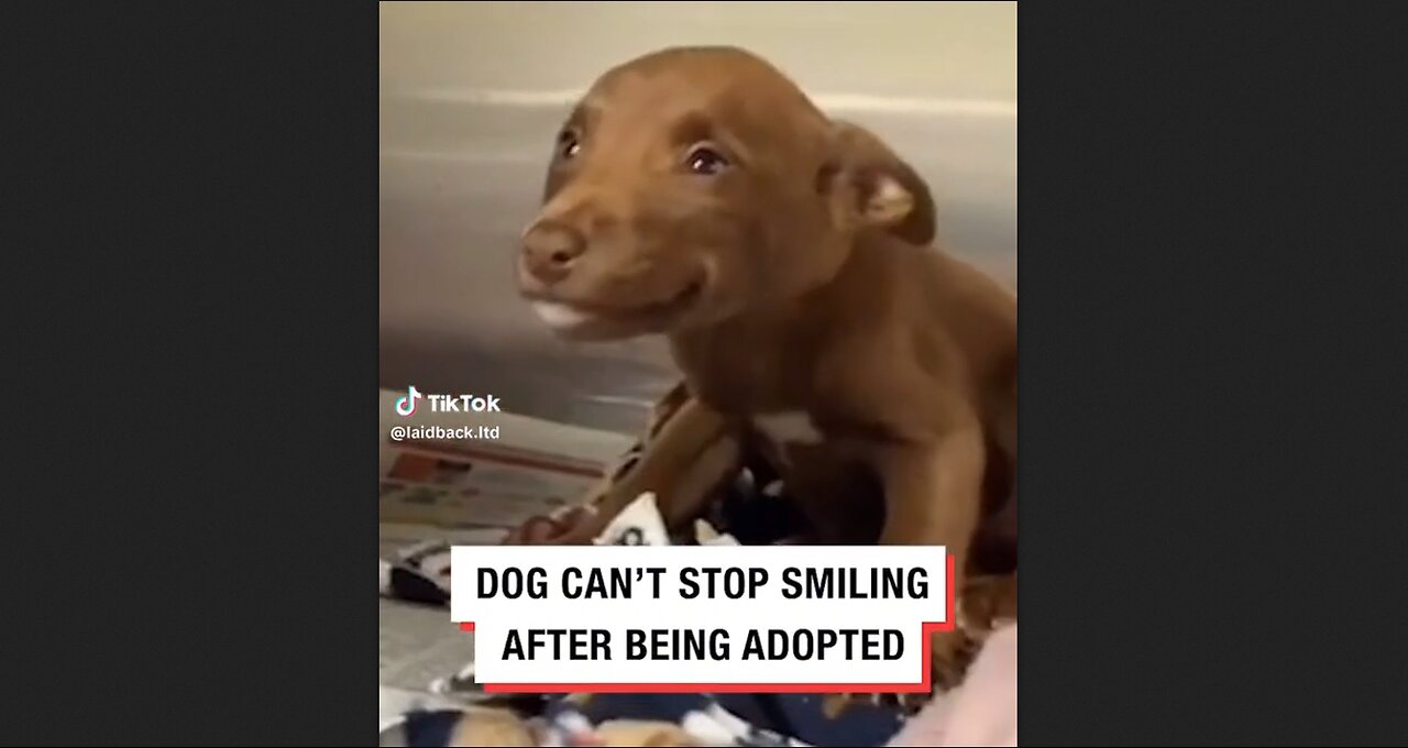 Dog Can't Stop Smiling After Being Adopted