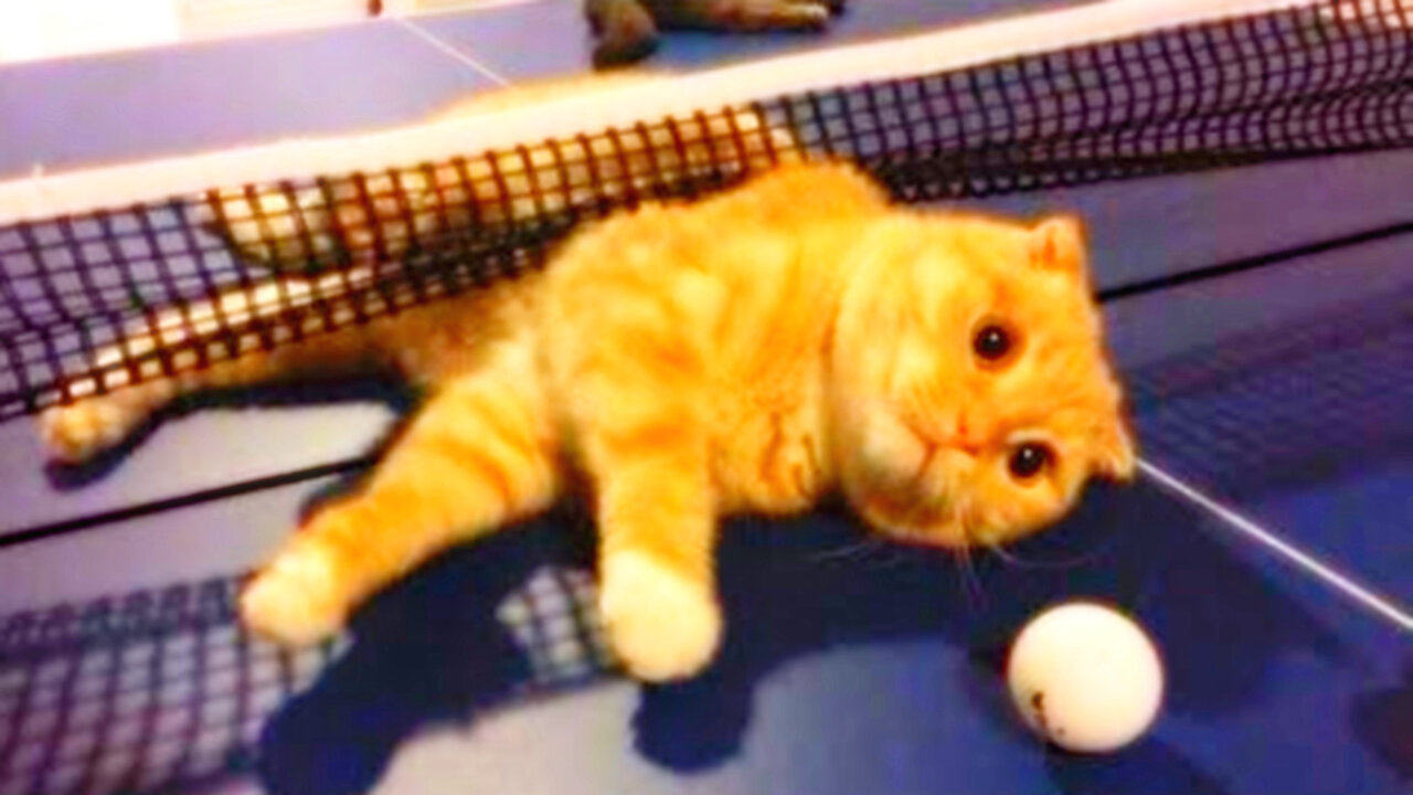 😻 Adorable Pet Videos that Will Melt Your Heart Instantly! 🎥